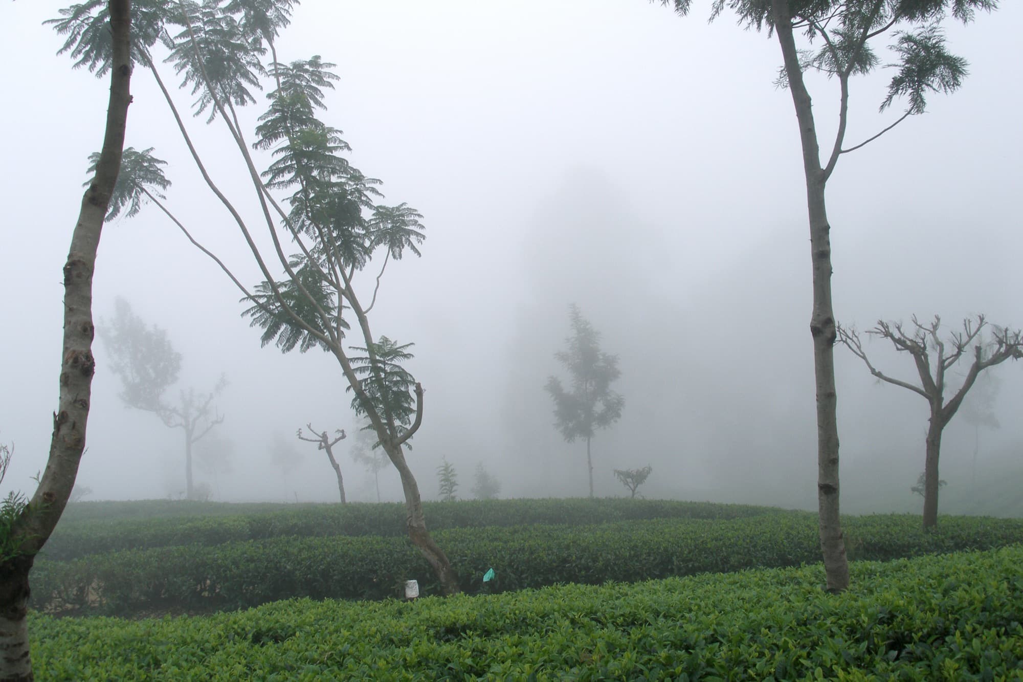 Mist drifting through a hillside tea estate at Haputale