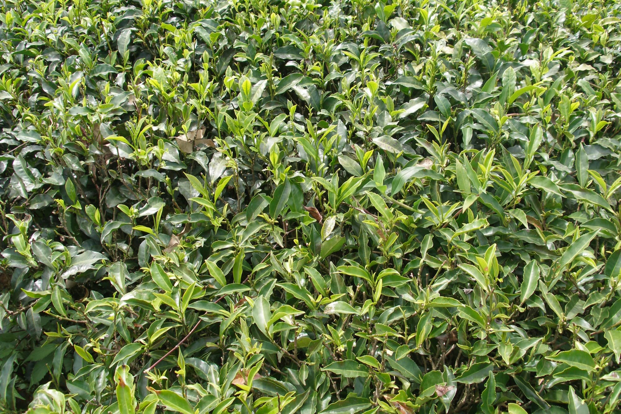 Ella, Sri Lanka — Hill Country & Tea Trails