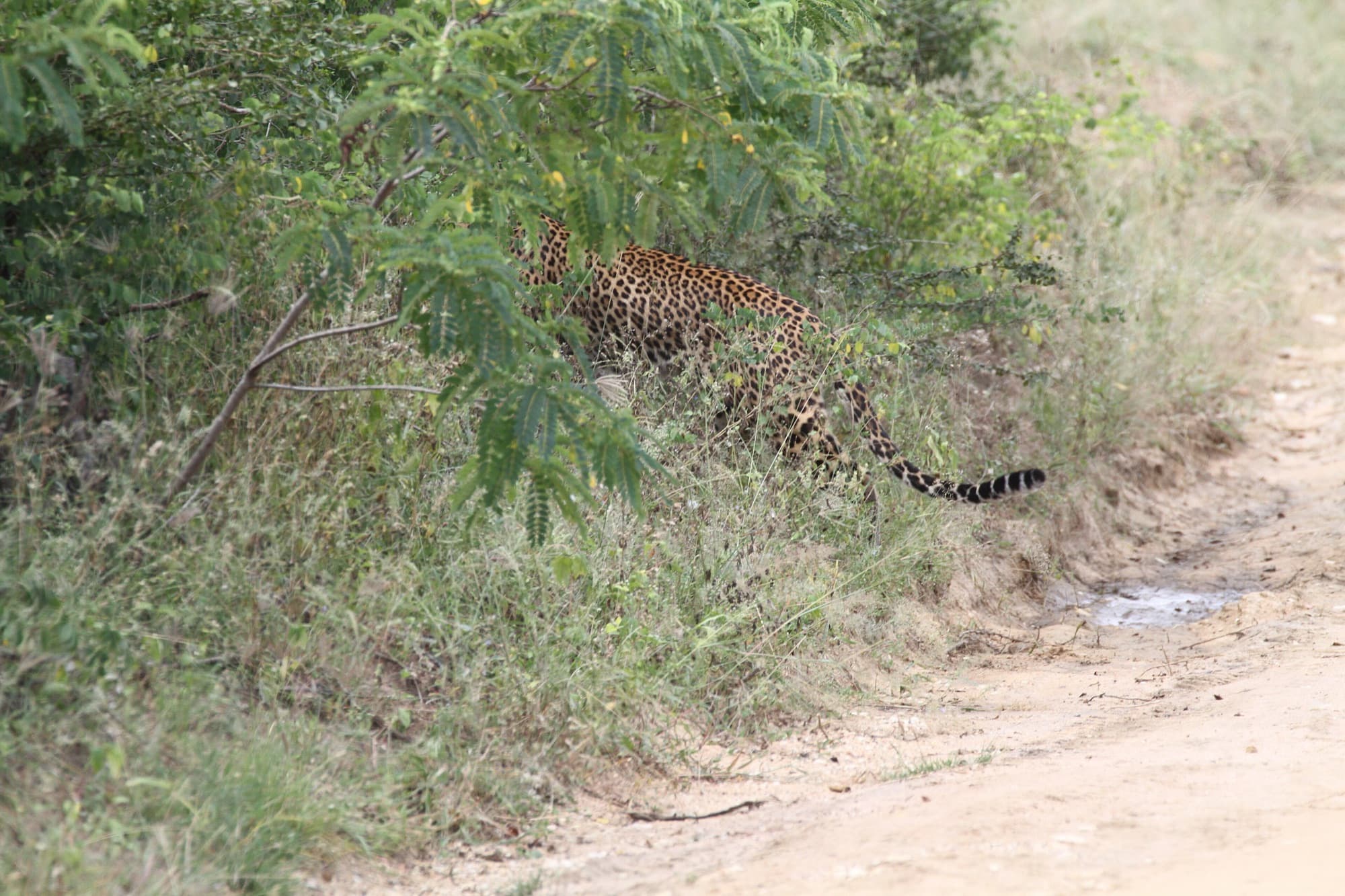 Southern Coast, Sri Lanka — Wildlife Safari Adventure
